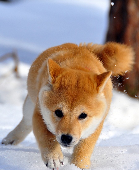 Shiba puppy -Terje Håheim pictures of cute baby animals - shiba puppy