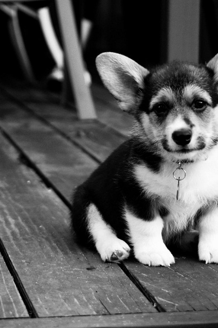 puppy - ashleyyphotograph101 pictures of cute baby animals - puppy