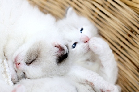 giggling kitty - Giane Portal pictures of cute baby animals - giggling kitty