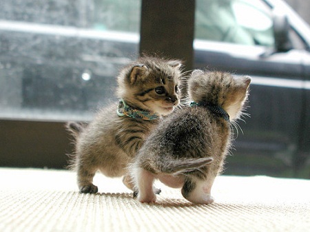 Kittens - Sophie Louise Pilling pictures of cute baby animals - sophie louise pilling