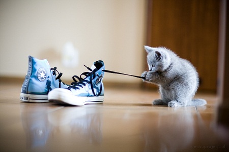 Shoes and Kitten - Marcin753 pictures of cute baby animals - Marcin753