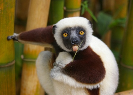 pictures of cute baby animals - tbbbbppppft lemur