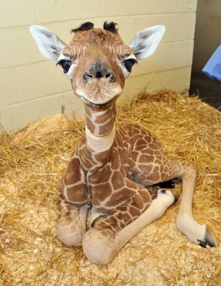 Giraffe - Sylarwinchester pictures of cute baby animals - giraffe
