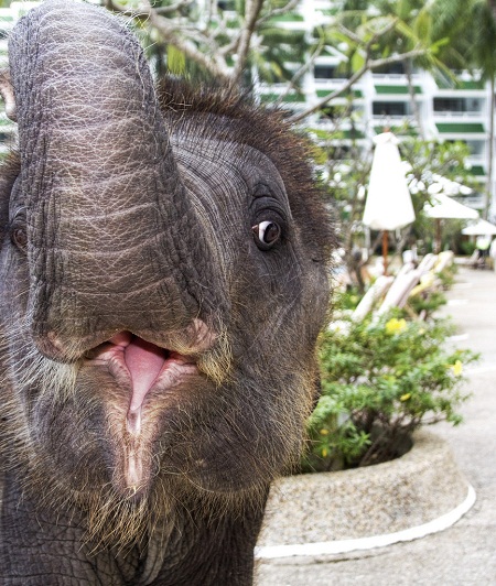 thai baby elephant - himynameisrick pictures of cute baby animals - thai baby elephant