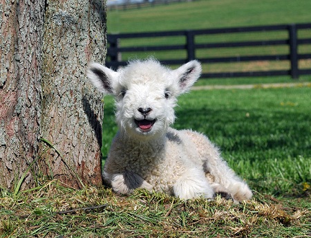 Thecrazysheeplady - Keebler pictures of cute baby animals - keebler