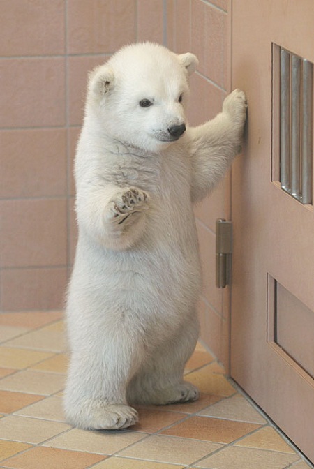 kidskidskids - polar bear pictures of cute baby animals - polar bear