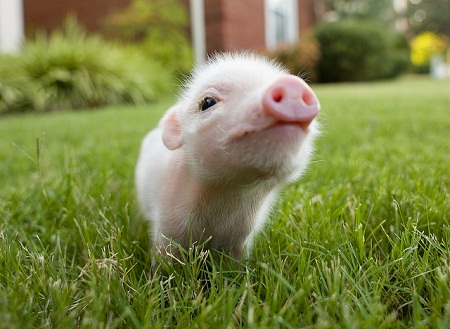 nosurprisethere - micro pig pictures of cute baby animals - micro pig