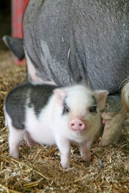 susyr22 - potbellied piglet pictures of cute baby animals - pot bellied piglet