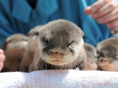 pictures of cute baby animals 27 pictures of cute baby animals - evil ottertude