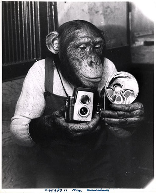 Old Pictures of New York - chimp