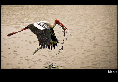 High Speed Photos - bird