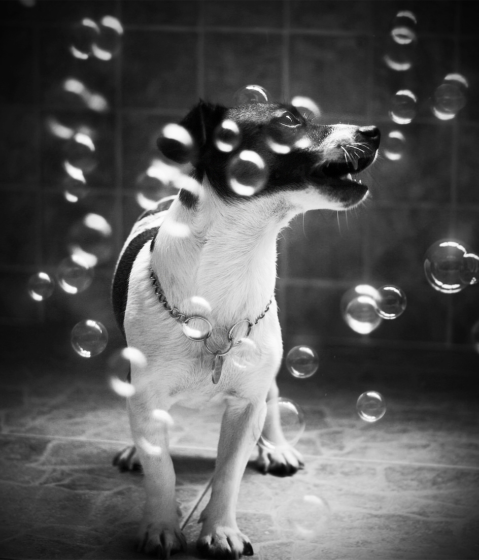 Dog-Photography-12