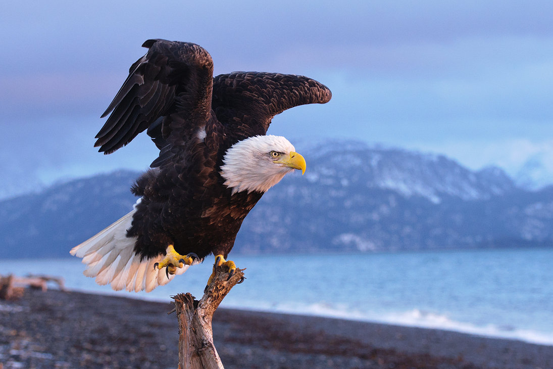 Eagle-Photos-01