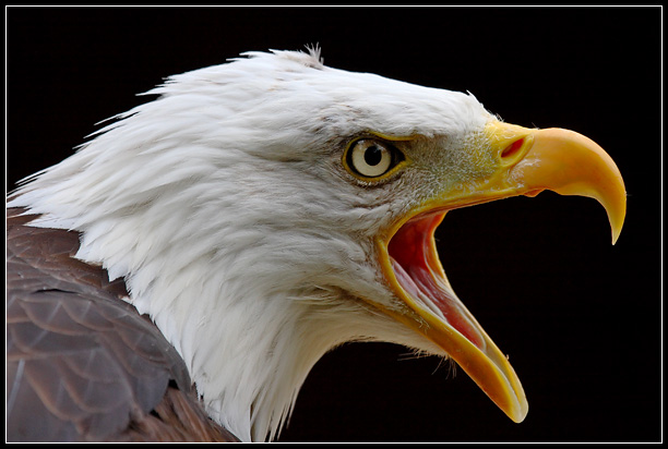 Eagle-Photos-04