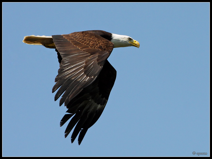 Eagle-Photos-13