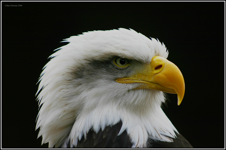 Eagle-Photos-16