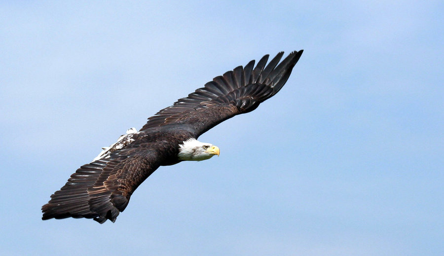 Eagle-Photos-19