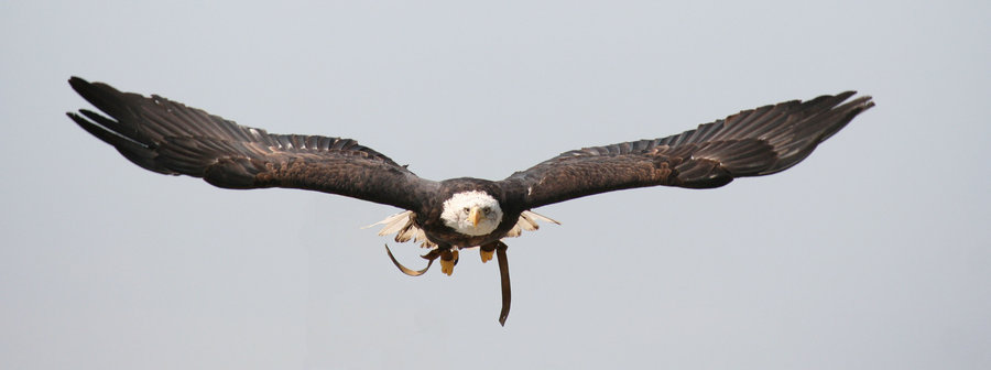 Eagle-Photos-20