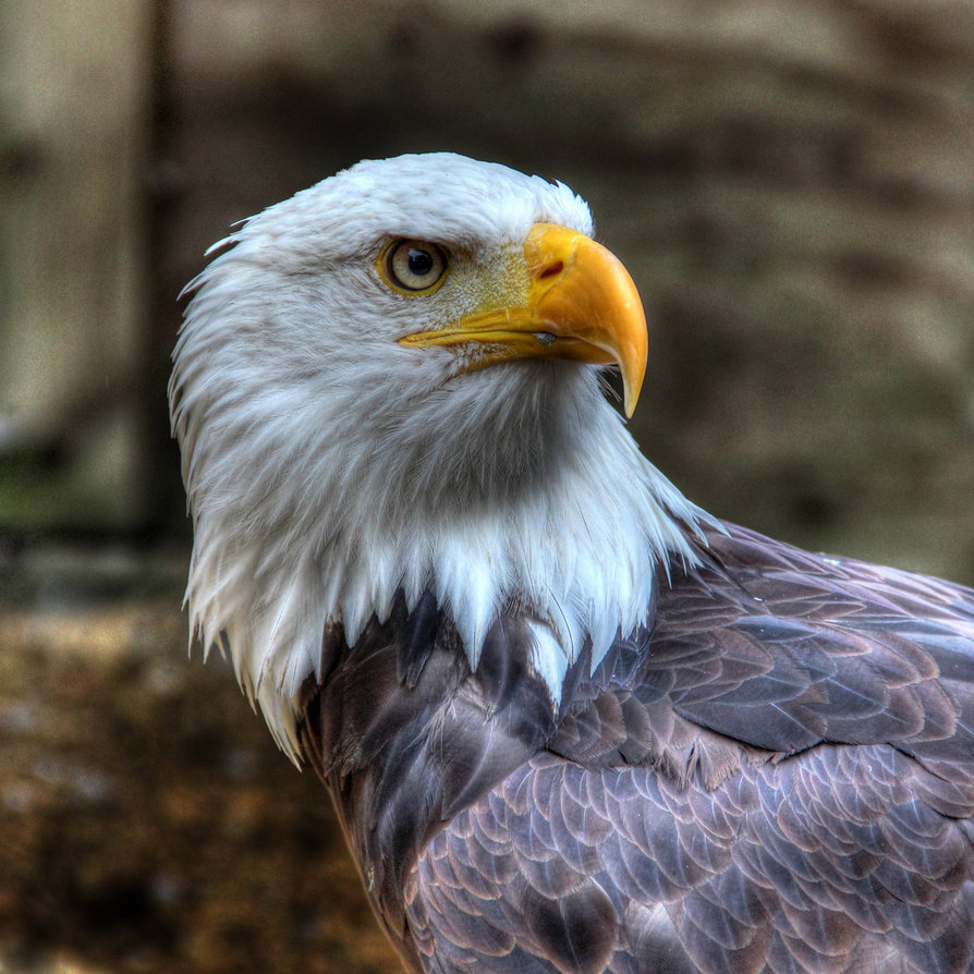 Eagle-Photos-23