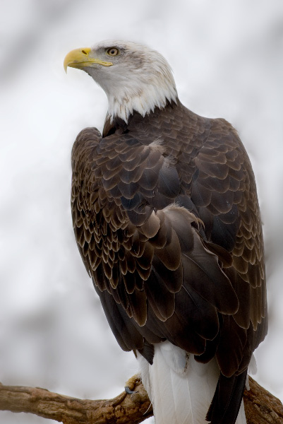 Eagle-Photos-25x