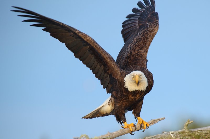 Eagle-Photos-27