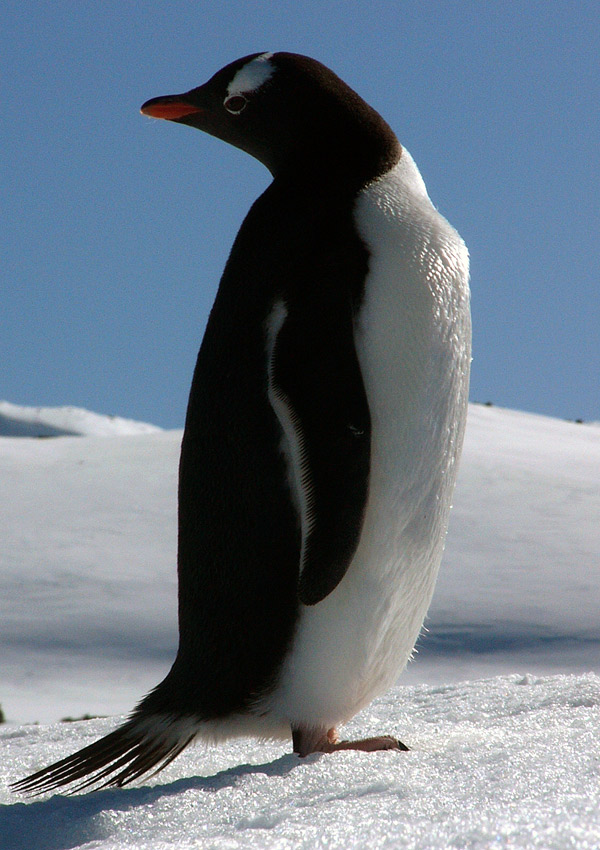 Penguin-Awareness-Day-01