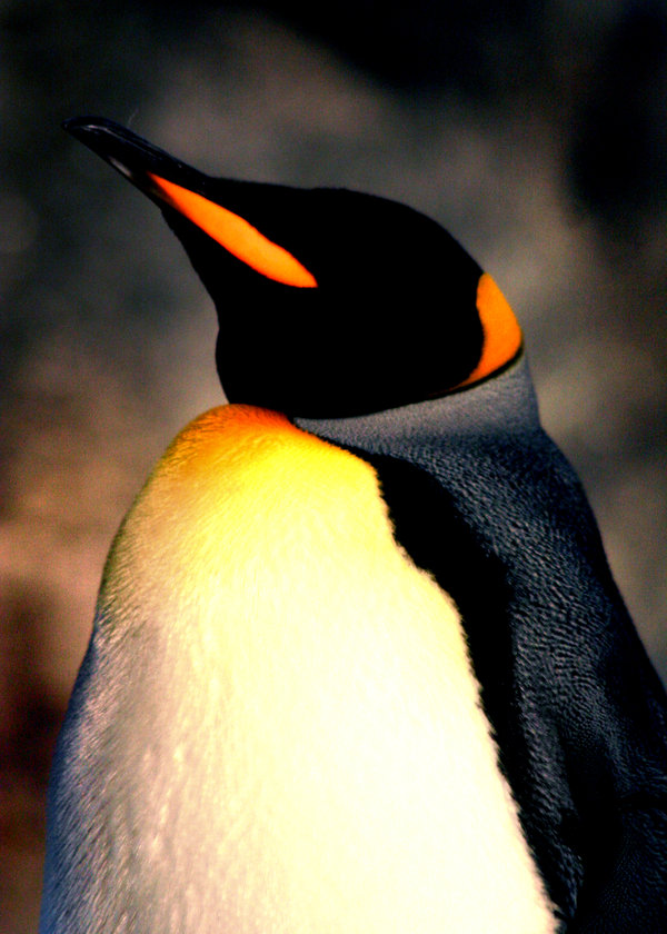 Penguin-Awareness-Day-02