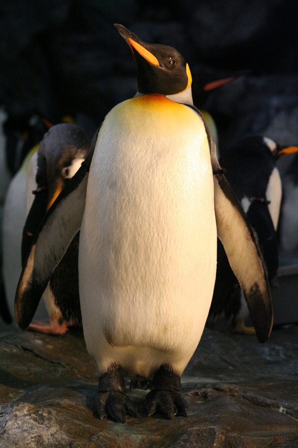 Penguin-Awareness-Day-03