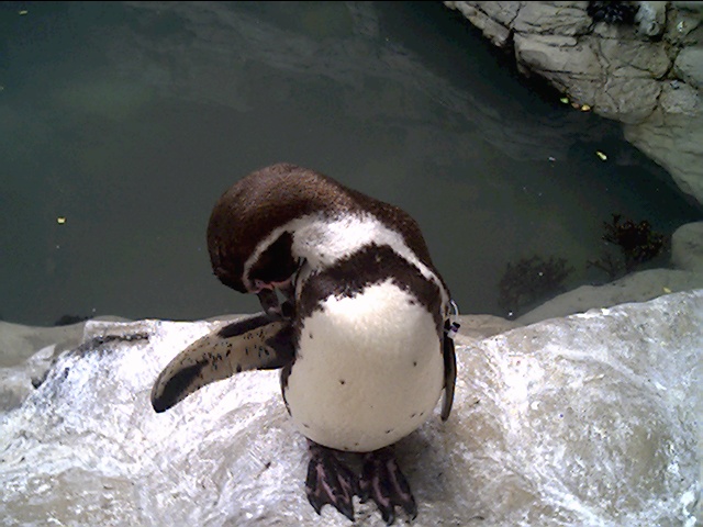 Penguin-Awareness-Day-04