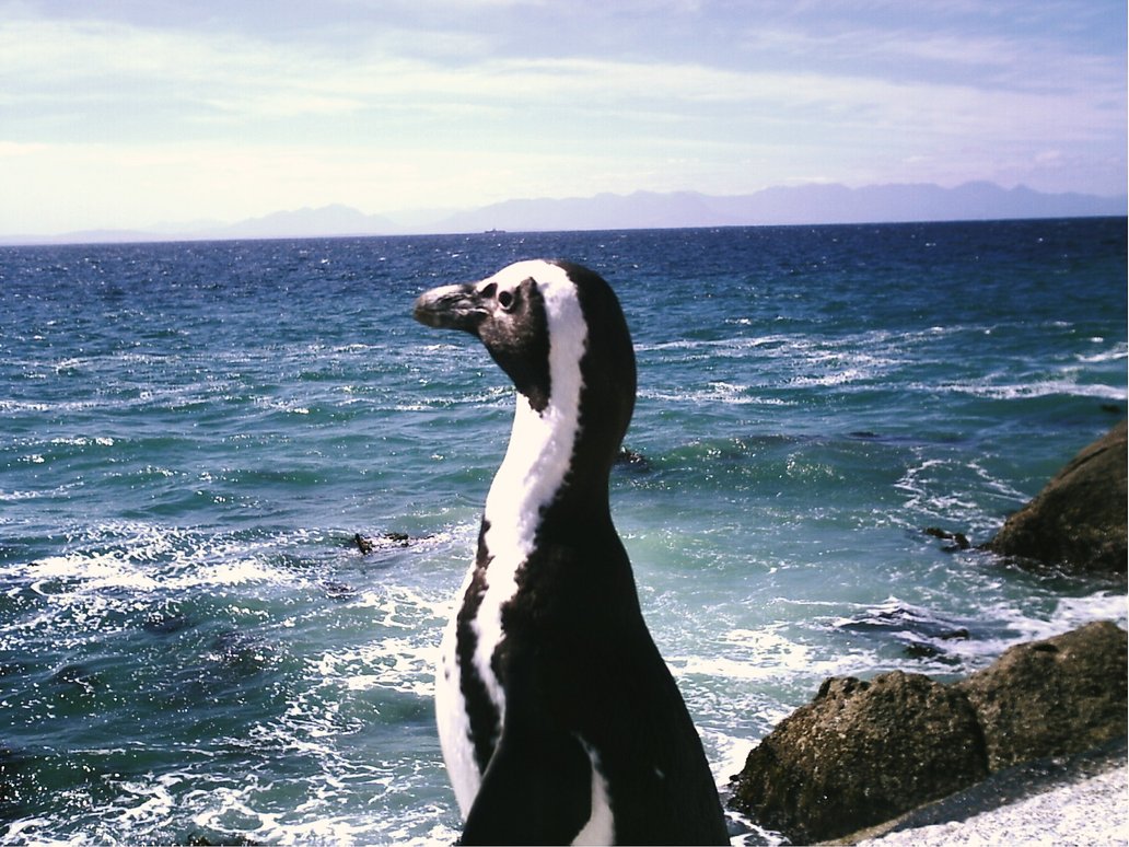 Penguin-Awareness-Day-06