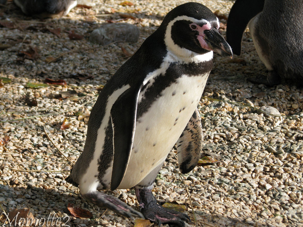 Penguin-Awareness-Day-07