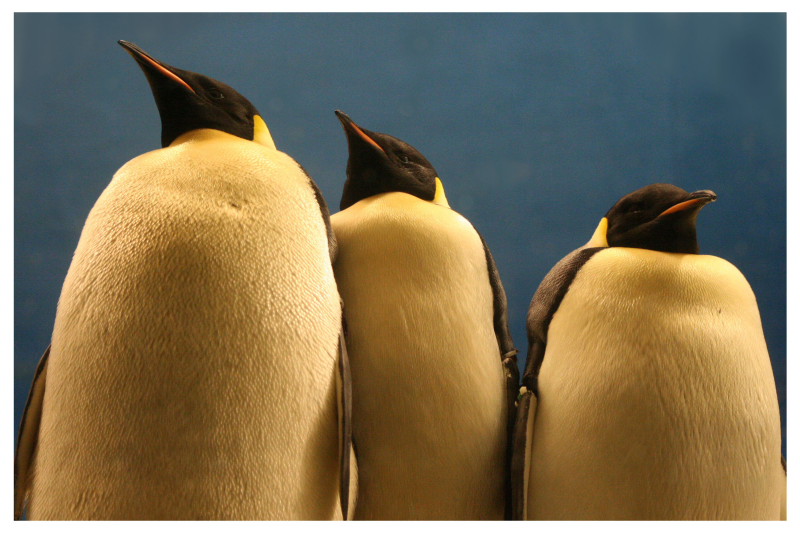 Penguin-Awareness-Day-08