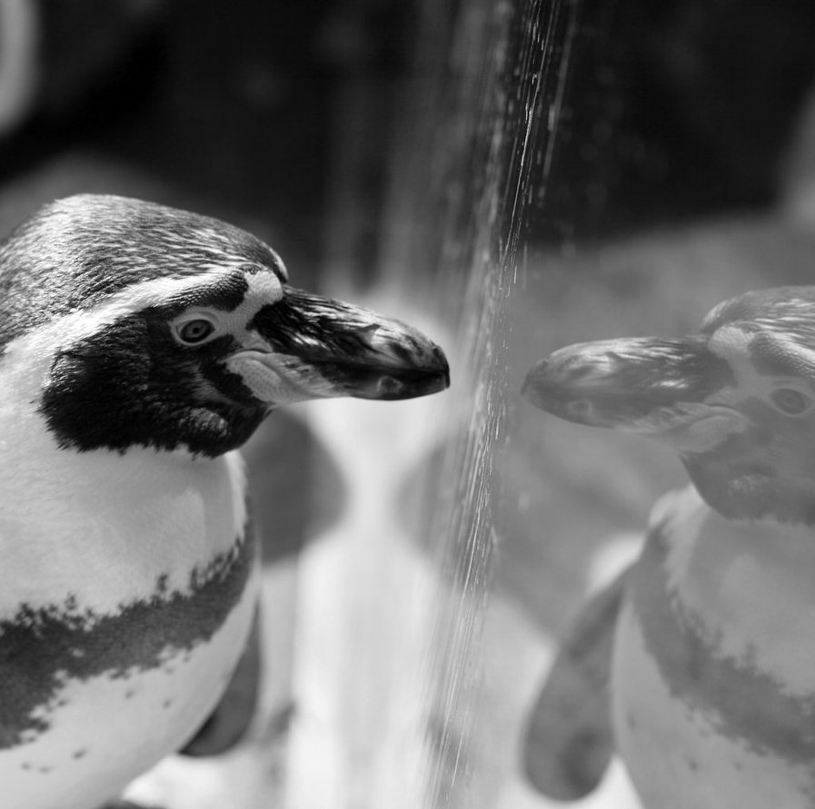 Penguin-Awareness-Day-09