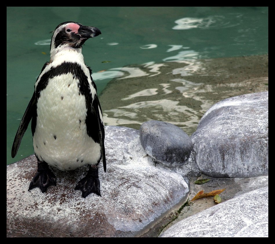 Penguin-Awareness-Day-10