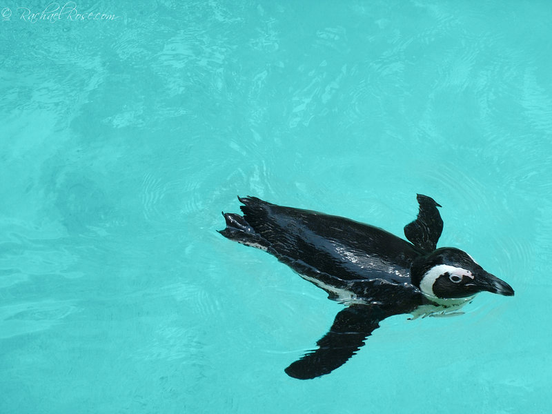 Penguin-Awareness-Day-11