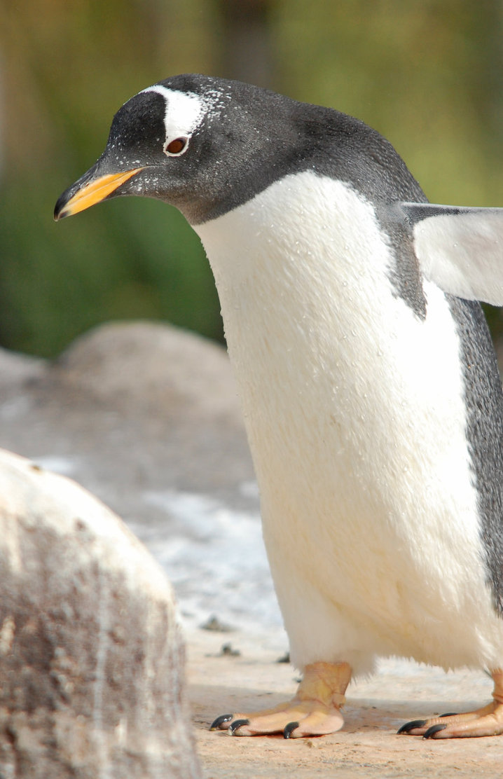 Penguin-Awareness-Day-12