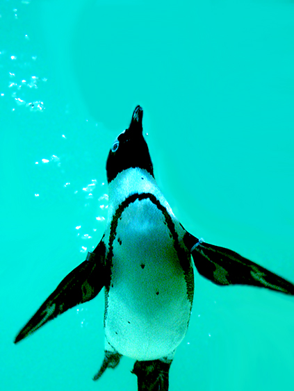 Penguin-Awareness-Day-15