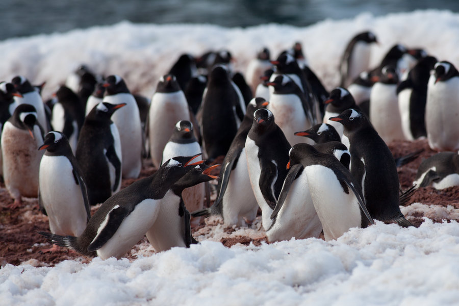 Penguin-Awareness-Day-17