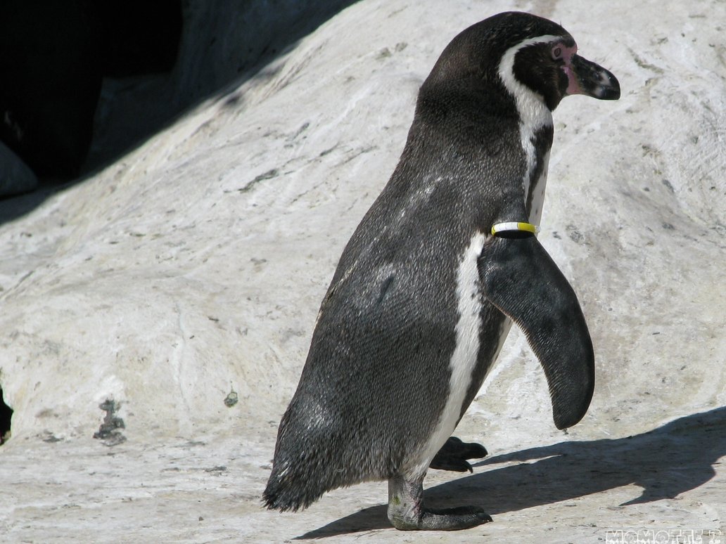 Penguin-Awareness-Day-18