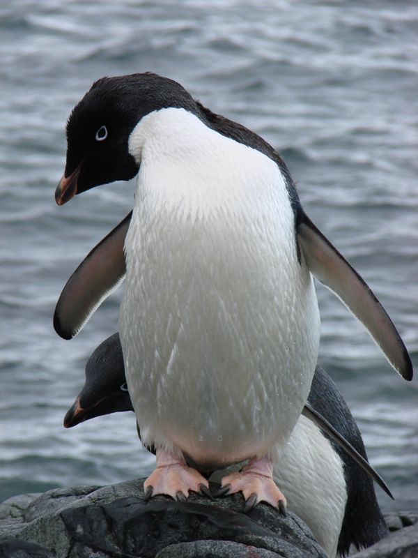 Penguin-Awareness-Day-22