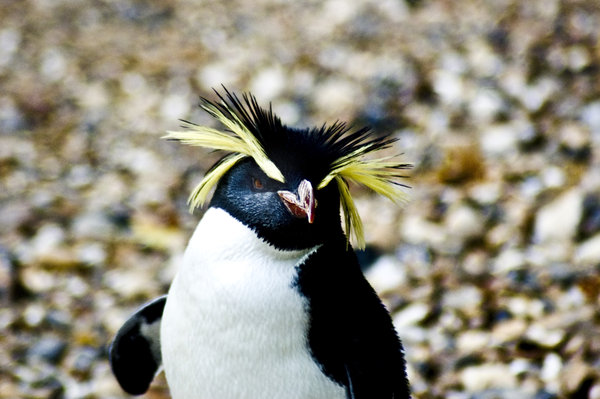 Penguin-Awareness-Day-23