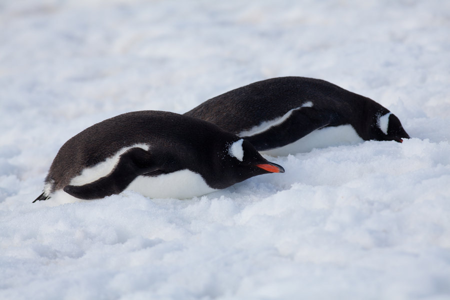 Penguin-Awareness-Day-24