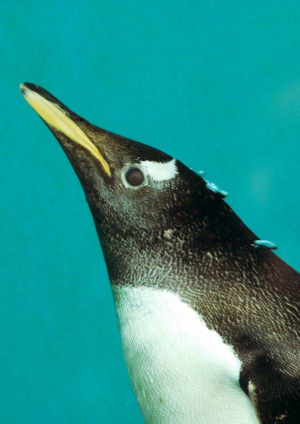 Penguin-Awareness-Day-25