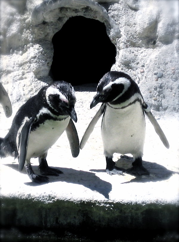 Penguin-Awareness-Day-26