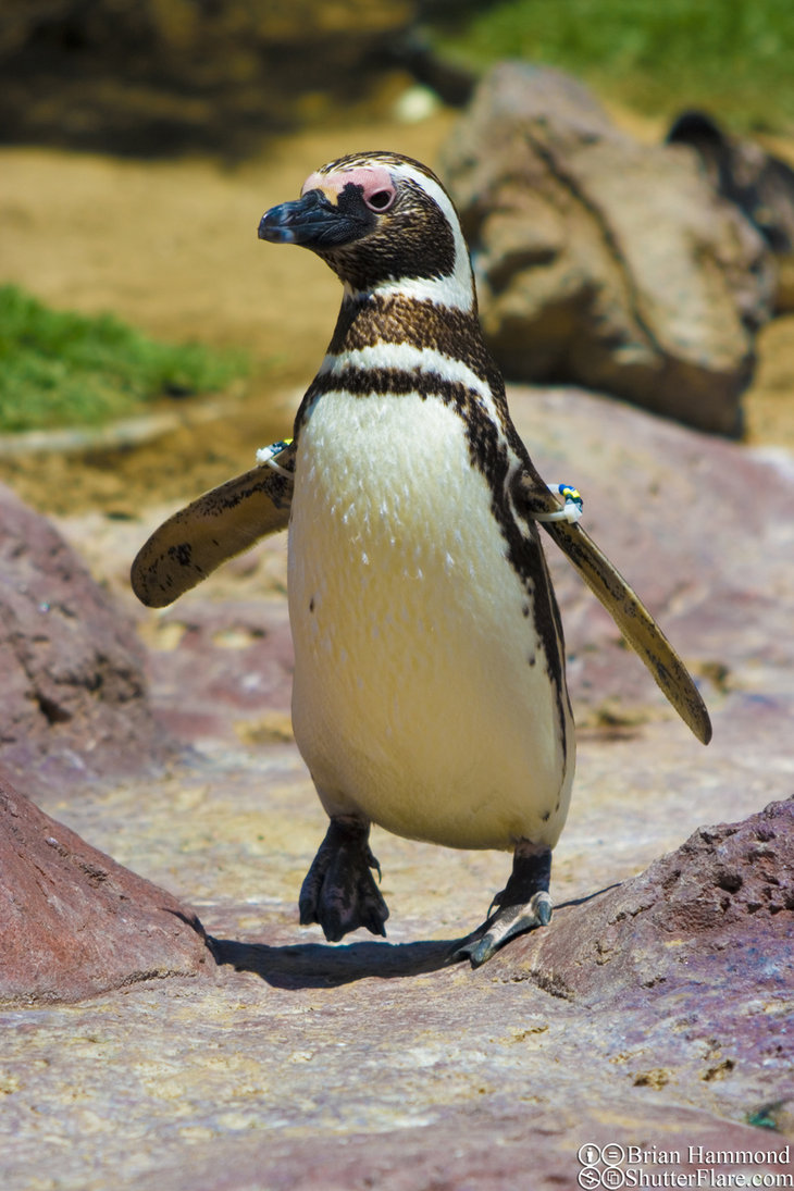 Penguin-Awareness-Day-27