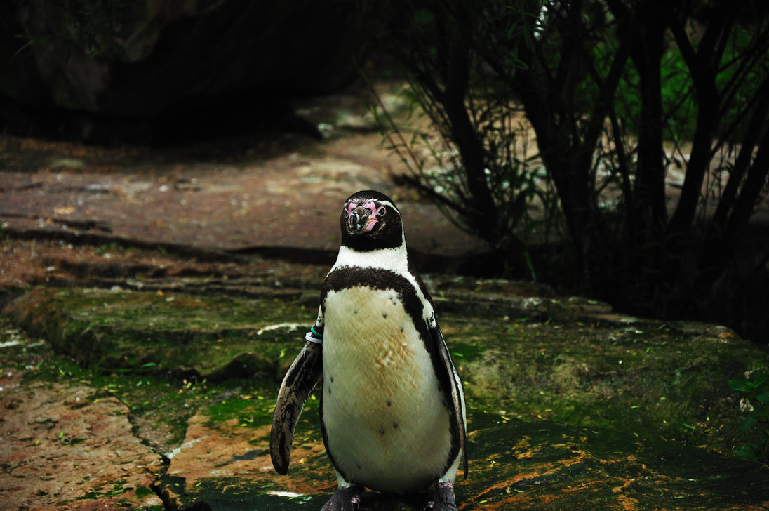 Penguin-Awareness-Day-28