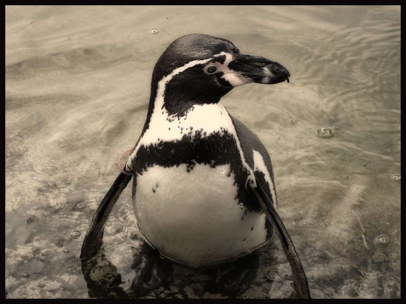 Penguin-Awareness-Day-29