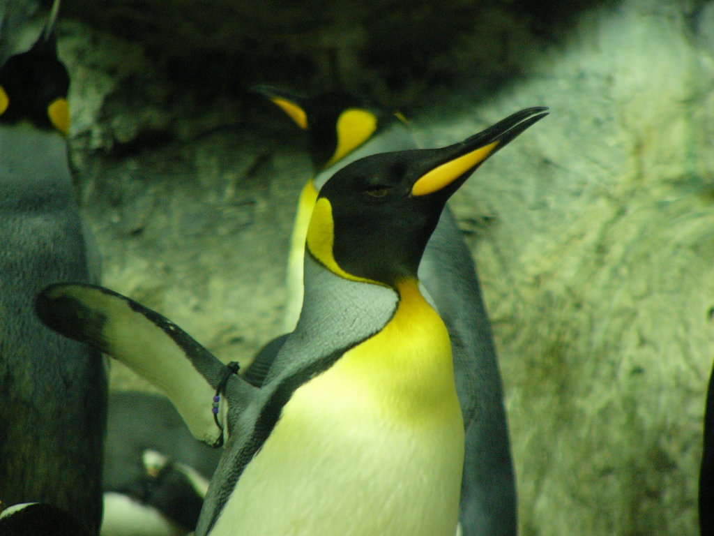 Penguin-Awareness-Day-30