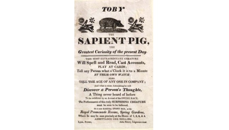 Interesting Things You Didn't Realize About Posters - Toby The Sapient Pig