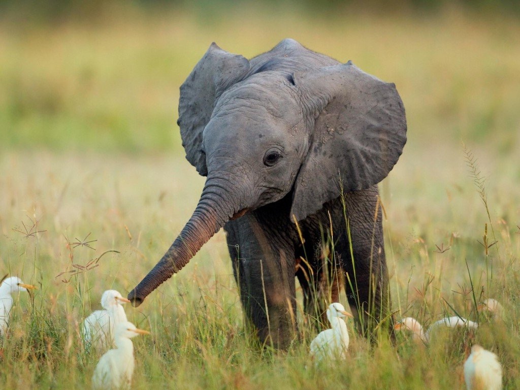 KurrKurr - Elephant and Ducklings Elephant and ducklings